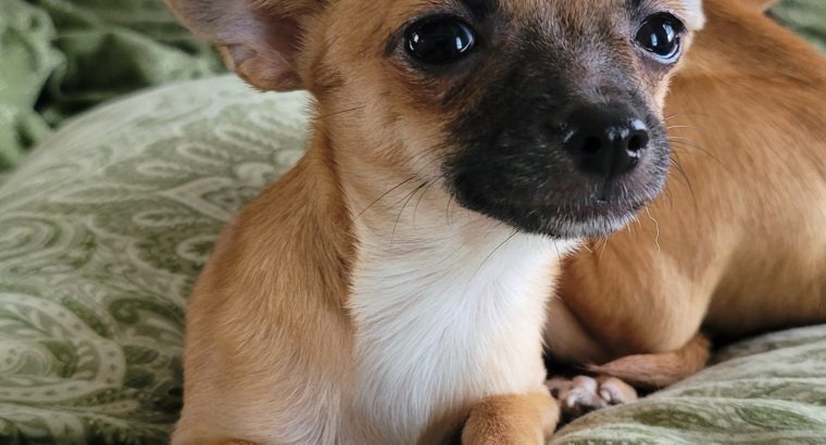 Mini Chihuahua Girl