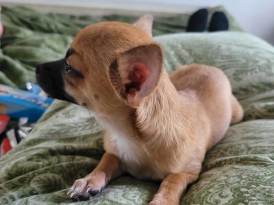 Mini Chihuahua for sale in Dublin