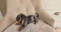 Miniature dachshund