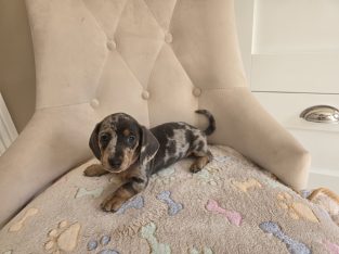 Miniature dachshund