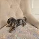 Miniature dachshund