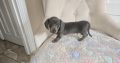 Miniature dachshund