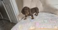 Miniature dachshund