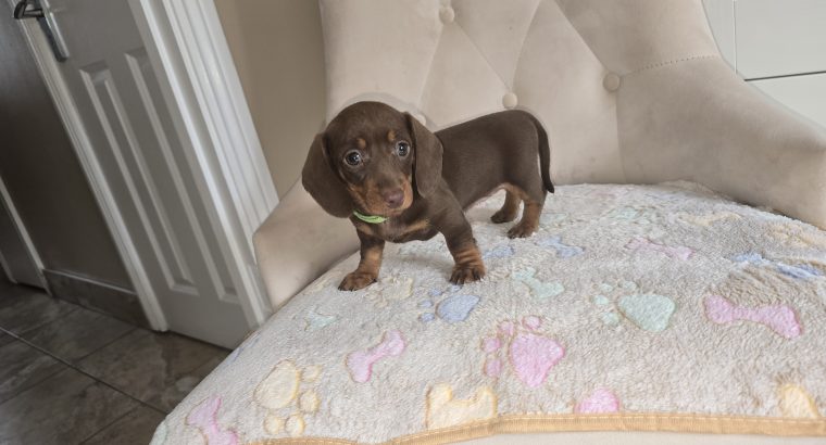 Miniature dachshund