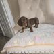 Miniature dachshund