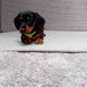 Miniature dachshund puppies