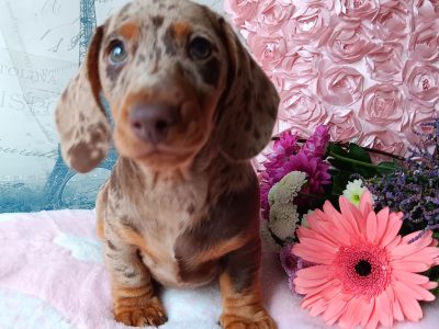 Miniature Dachshunds in Wicklow – Friendly Puppies