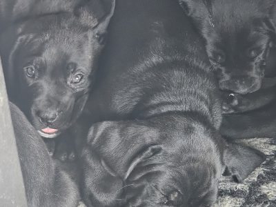 Cane Corso Puppies in Carlow – IKC Registered