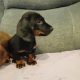 Dachshund puppys ikc Reg pending