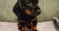 Dachshund puppys ikc Reg pending