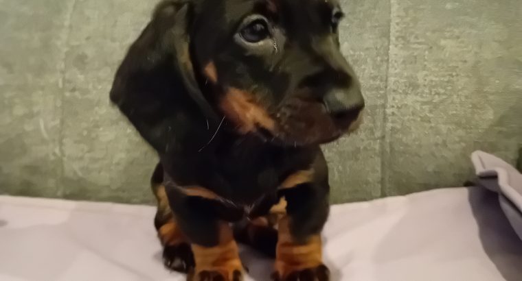 Dachshund puppys ikc Reg pending