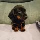 Dachshund puppys ikc Reg pending