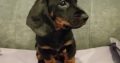 Dachshund puppys ikc Reg pending