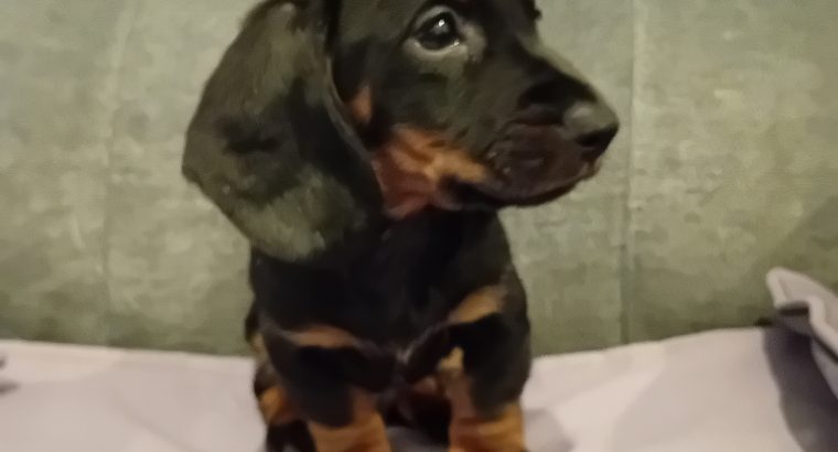 Dachshund puppys ikc Reg pending