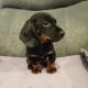 Dachshund puppys ikc Reg pending