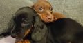 Dachshund puppys ikc Reg pending