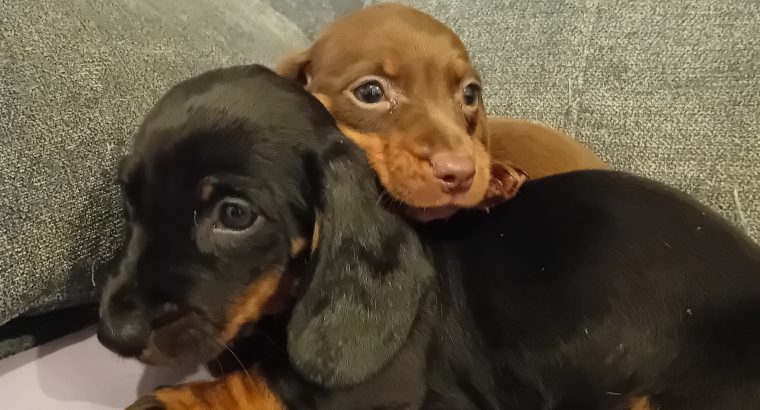 Dachshund puppys ikc Reg pending