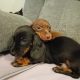 Dachshund puppys ikc Reg pending