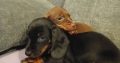 Dachshund puppys ikc Reg pending