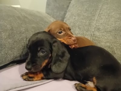 Dachshund Puppies in Swords – IKC Reg Pending
