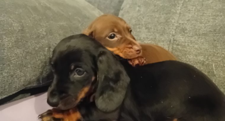 Dachshund puppys ikc Reg pending