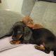 Dachshund puppys ikc Reg pending