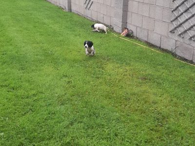 Sprocker pups