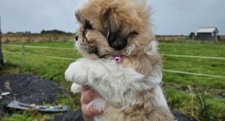 Bision frise X Shih tzu