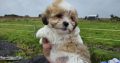 Bision frise X Shih tzu