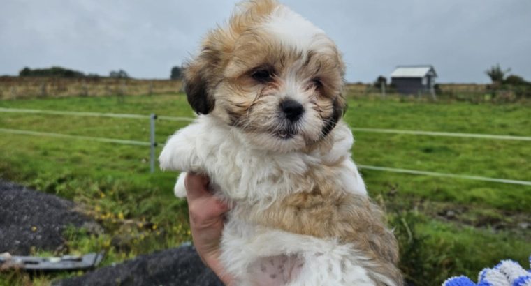 Bision frise X Shih tzu