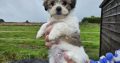 Bision frise X Shih tzu