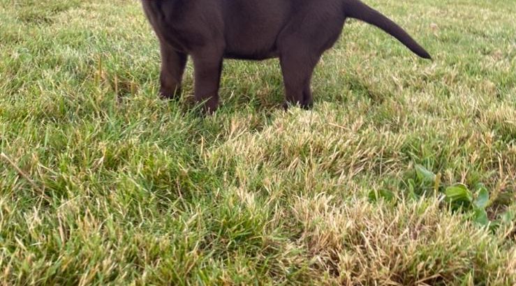 Chocolate lab puppy