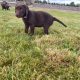 Chocolate lab puppy