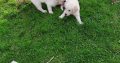 golden Retriever pups FIDO registered