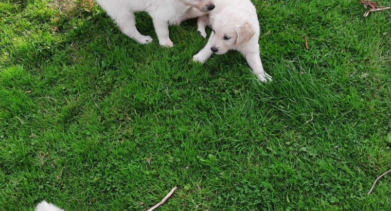 golden Retriever pups FIDO registered