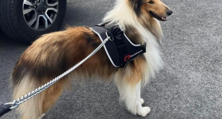 Two Beautiful rough collie pups