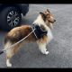 Two Beautiful rough collie pups