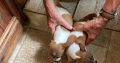 Miniature Jack Russel Puppies