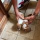 Miniature Jack Russel Puppies