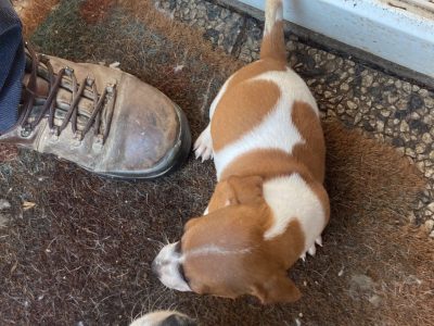 Miniature Jack Russells in Kilmacthomas