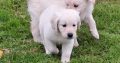 golden Retriever pups FIDO registered