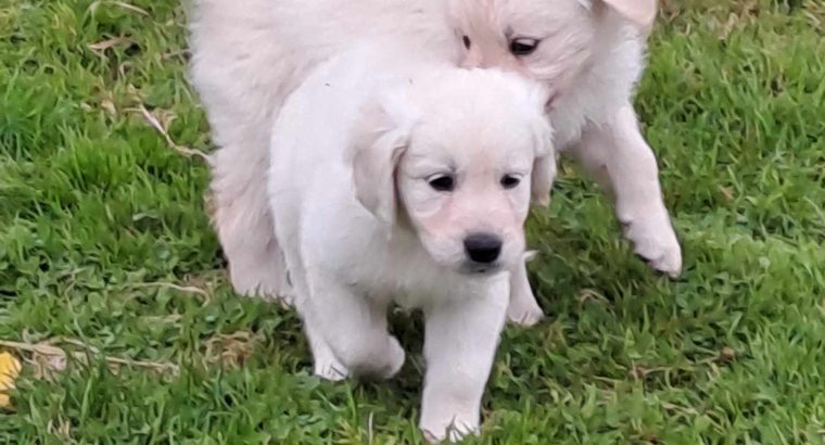 golden Retriever pups FIDO registered