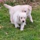 golden Retriever pups FIDO registered