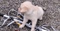 golden Retriever pups FIDO registered