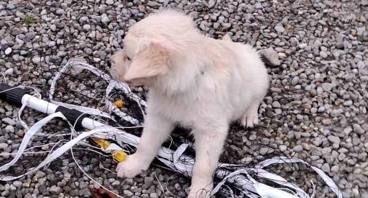 golden Retriever pups FIDO registered