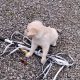 golden Retriever pups FIDO registered