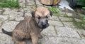 Irish Soft Coated Wheaten Terrier puppies