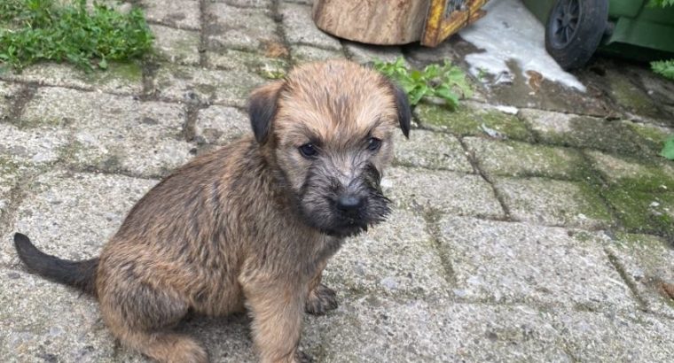 Irish Soft Coated Wheaten Terrier puppies