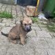 Irish Soft Coated Wheaten Terrier puppies