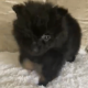 11/10/24 still available TeaCup Pomeranian Puppie